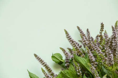 blooming mint lies on a bright colored background empty space for textの写真素材