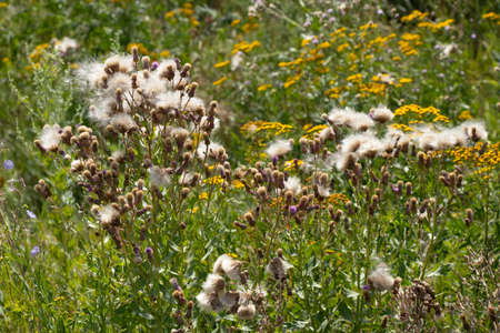 field with blooming flowers in the summer in Ukraine in the sunの写真素材
