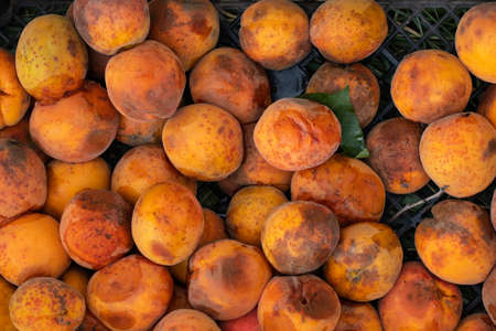 spoiled apricots as background close-upの写真素材