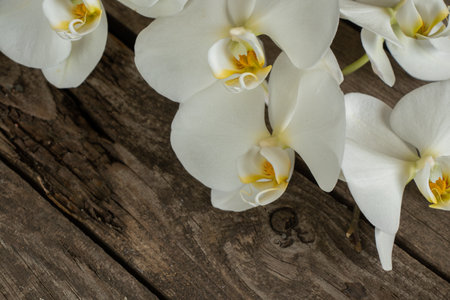 white orchid on an old wooden table close upの写真素材