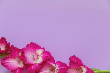 gladiolus on a colored background closeupの写真素材