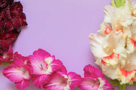 gladiolus on a colored background closeupの写真素材