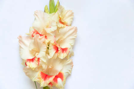 gladiolus on a colored background closeupの写真素材