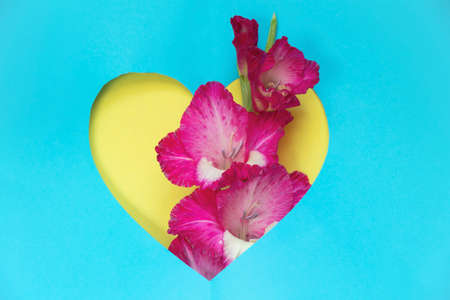 gladiolus on colored background in paper-cut heart as background close-upの写真素材