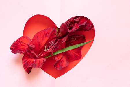gladiolus on colored background in paper-cut heart as background close-upの写真素材