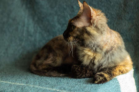 Sphynx bald cat sits on a dark background in the studio