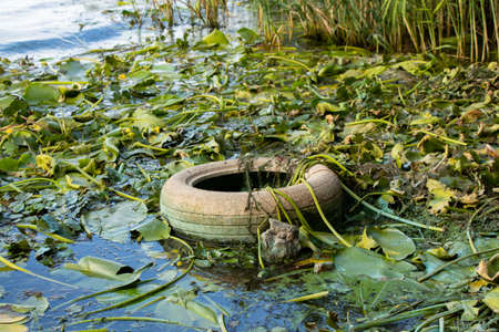 old car tire lies in the river in the seaweed on the banks of the dnieper river in summer,...