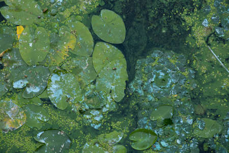 water lilies on river water as a background in summer in Ukraine close-up, environment