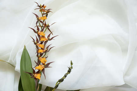 Orchids Cambria spotted brown on a white silk background as a background, blooming orchidの写真素材
