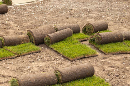 laying new green grass in the park, landscaping the park