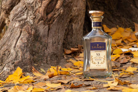 Ukraine Dnipro 06.11.2020 - an empty bottle of SHABO cognac lies in the forest in autumn, pollution of nature in Ukraineのeditorial素材