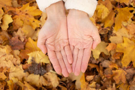 two female hands together on the street in the park in autumn, female handsの写真素材