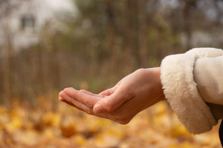 two female hands together on the street in the park in autumn, female handsの写真素材