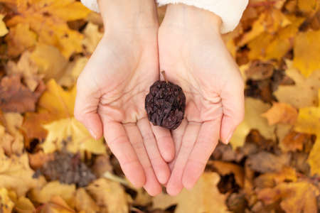 dry rotten apple in the hands of a girl close-up on the streetの写真素材