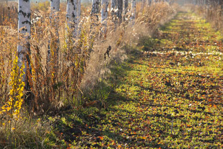 birch grove in Ukraine in the Dnieper in December on a sunny dayの写真素材