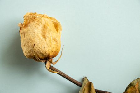 dry yellow rose lies on a blue background close-up