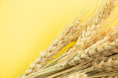 a bunch of dry spikelets lies on a yellow background close-up