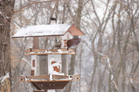 pigeon sitting in a birdhouse on a tree in a park in winter afternoonの写真素材