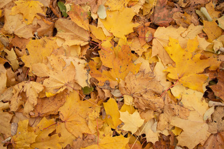 dry yellow autumn leaves on the ground in fall as backgroundの写真素材