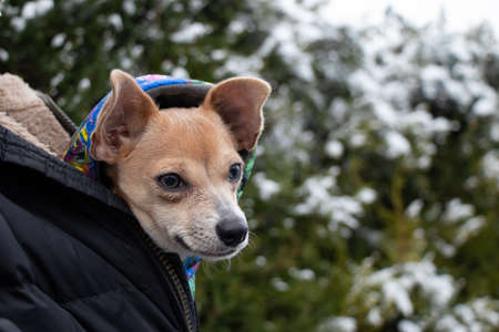 A chihuahua dog sits in a men's jacket for a walk in the winter on the street, the dog freezes and sits in a jacket in the coldの写真素材