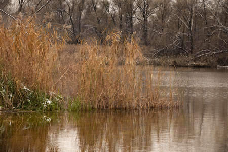 dry yellow reeds in autumn on a river in Ukraine in the afternoon in Decemberの写真素材