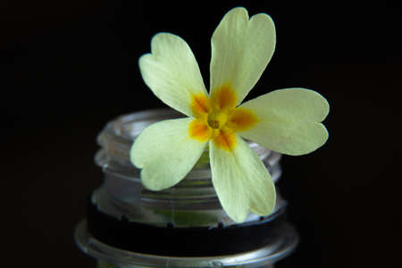 small flower in bottles top view on a blurred backgroundの写真素材