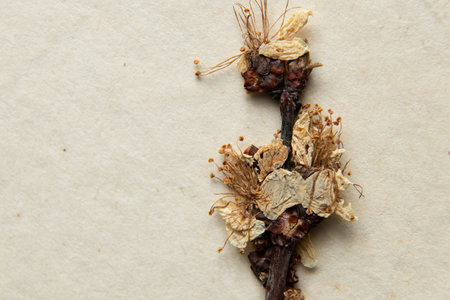 Herbarium of apricot dry branch on an isolated background, dried branch of blooming apricotsの写真素材