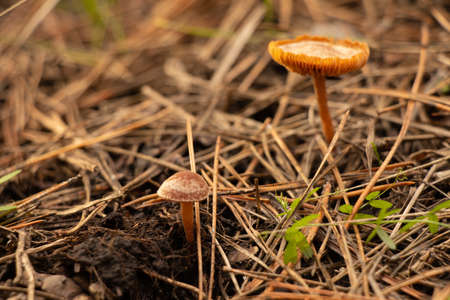 inedible mushrooms in the forest in autumn close up