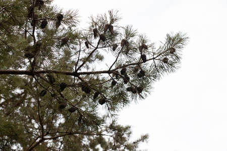 pine branch with cones on a winter sky backgroundの写真素材