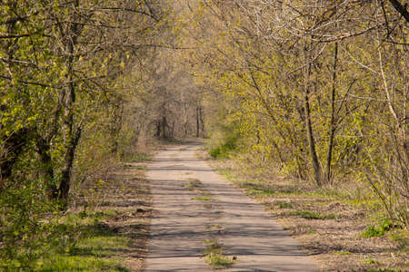 long road in the forest among trees in the spring in Ukraine in the sun