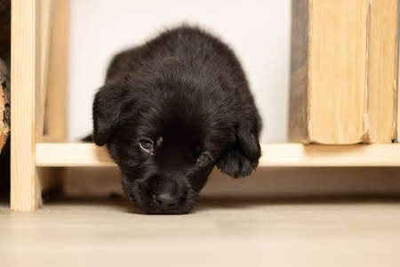 black labrador puppy sleeping on the wooden floor of the house