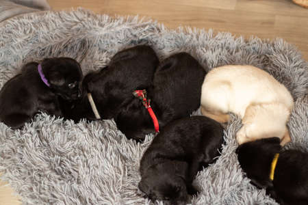 a lot of little labrador puppy sleeping on a gray carpet on the floor in the room at homeの写真素材