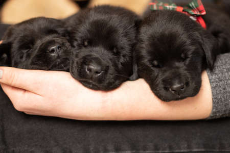 many little labrador puppies sleep in the girl's arms at home