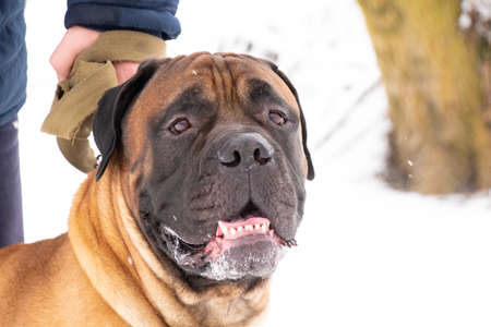 portrait of a dog in the park bullmastiff in winter for a walk in Ukraineの写真素材