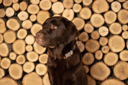 adult brown labrador sitting on the floor in the studio on a wooden backgroundの写真素材