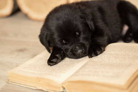 black labrador puppy sleeping on an open book on the floor of the houseの写真素材