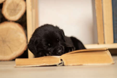 black labrador puppy sleeping on an open book on the floor of the houseの写真素材
