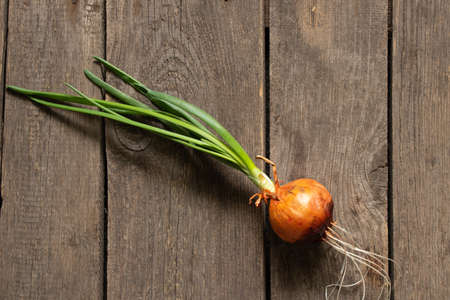 sprouted young onions on a wooden table close-upの写真素材