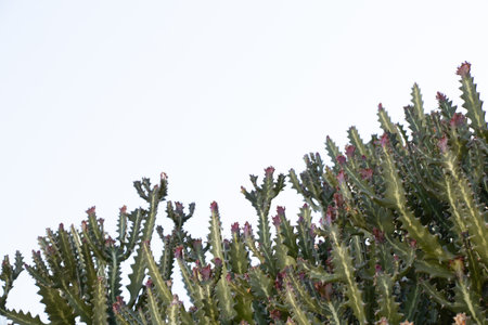 cacti in Africa in Egypt in the sun close upの写真素材