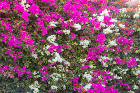 floral background in the sun in africa in egypt, colorful flowers as backgroundの写真素材