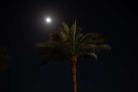 palm tree at night against the background of the moon and the starry sky close upの写真素材
