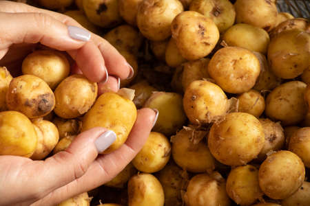 young raw potatoes in the hands of a girl, harvest of potatoesの写真素材