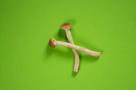 mushrooms honey mushrooms on isolated background close-up, raw honey mushroomsの写真素材