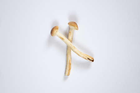 mushrooms honey mushrooms on isolated background close-up, raw honey mushrooms