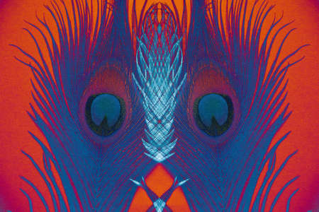 peacock feather in multicolored color, painting creativity, wallpaper backgroundの写真素材