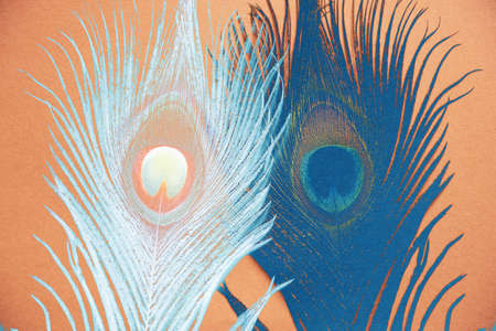 peacock feather in multicolored color, painting creativity, wallpaper backgroundの写真素材