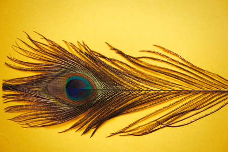 peacock feather on an isolated colored background, painting creativity, wallpaper backgroundの写真素材