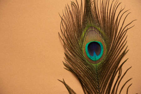 peacock feather close up macro photo, peacock feather isolatedの写真素材