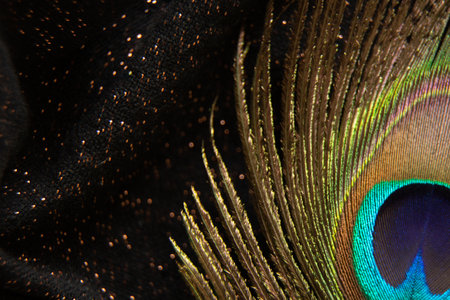 peacock feather close up macro photo, peacock feather isolatedの写真素材
