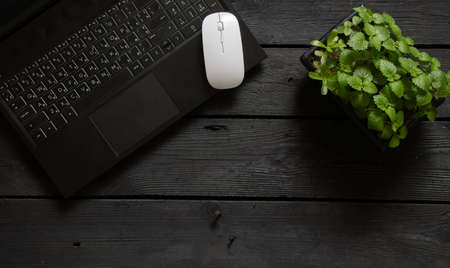 a black laptop and a white bear are standing next to a green flower on a black wooden table, a laptop on a work tableの写真素材